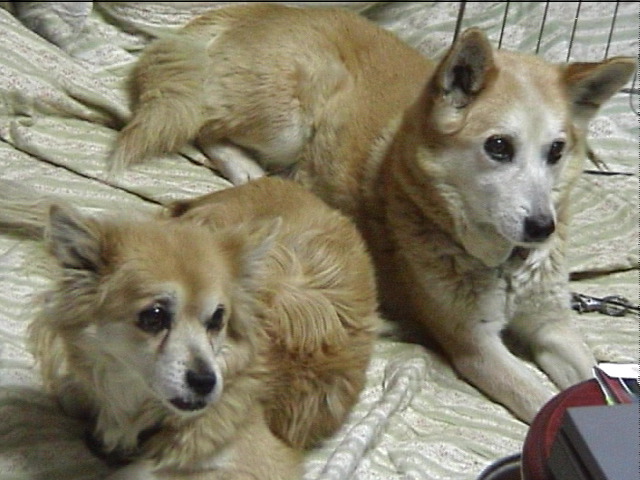 2007newyearinaomori 045.jpg